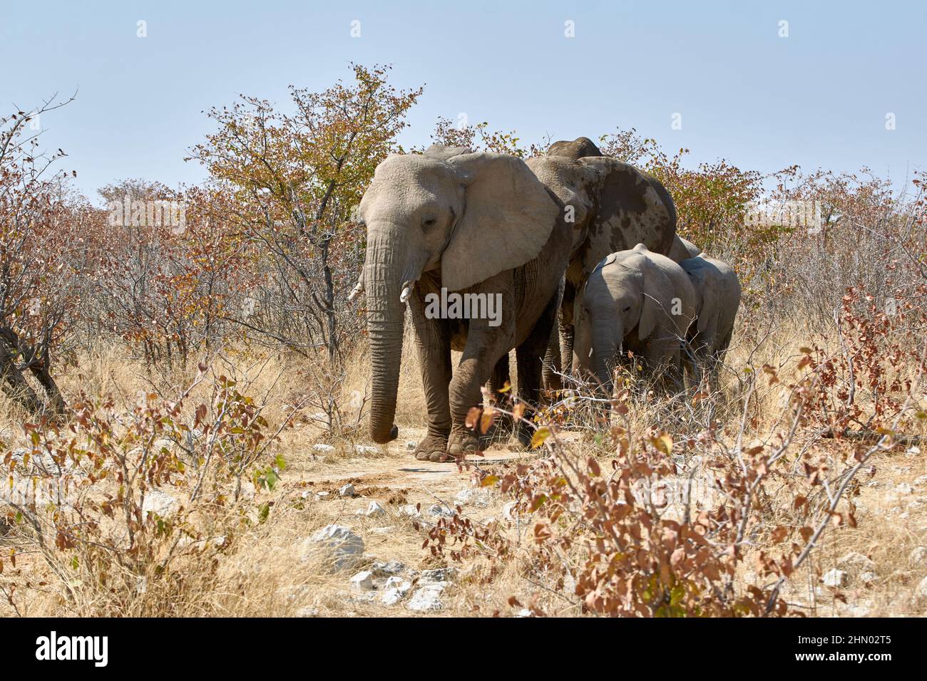 Familia de elefantes africanos en sabana, Namibia, África Foto de stock