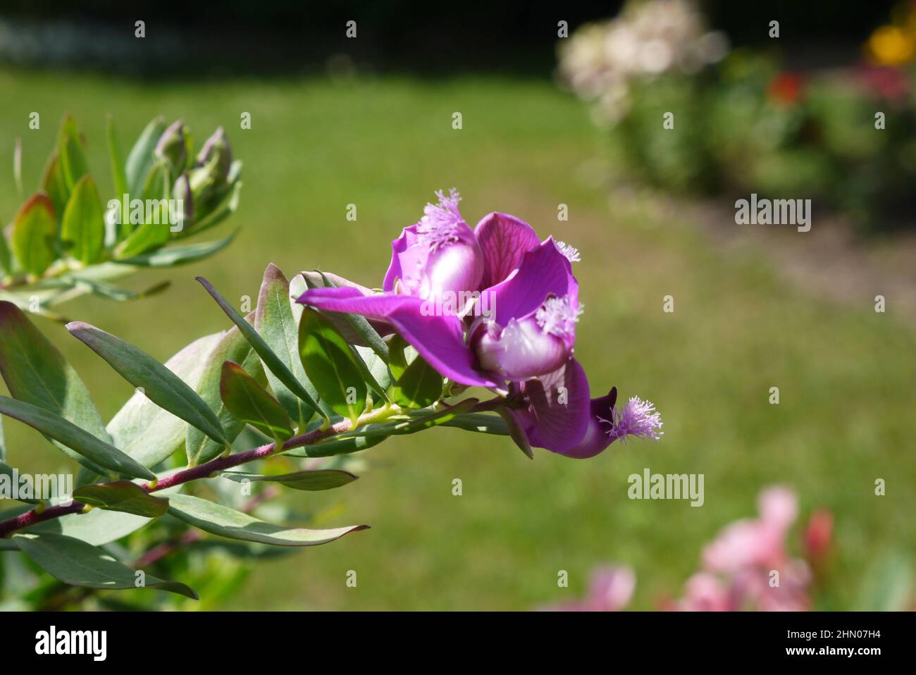 Flor exótica violeta que crece en el jardín Foto de stock
