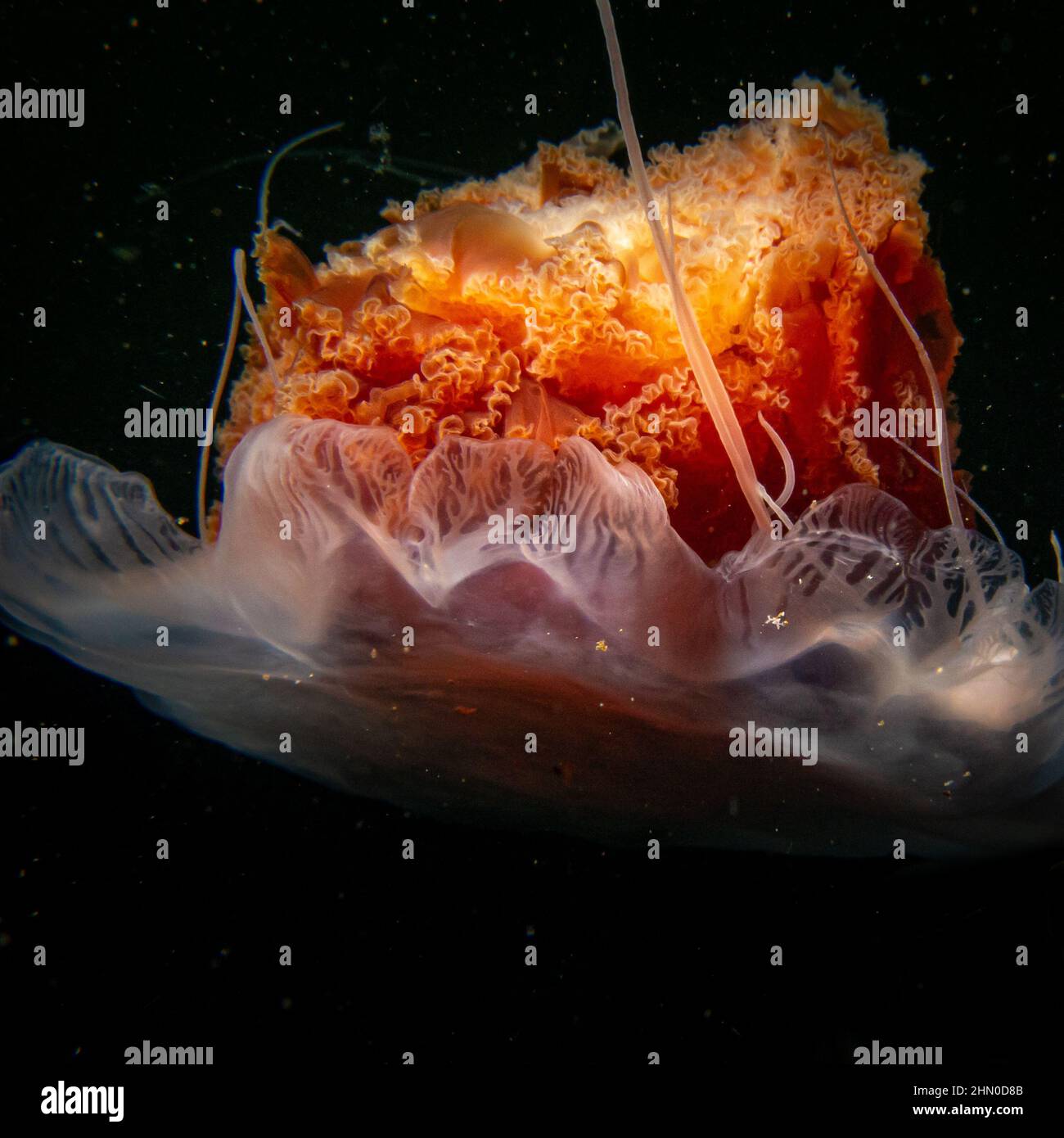 Un primer plano de una medusa de mane de león, Cyanea capillata. Esta es una de las especies más grandes conocidas de medusas y también es conocida como medusas gigantes, medusas rojas árticas, o la jalea del cabello Foto de stock