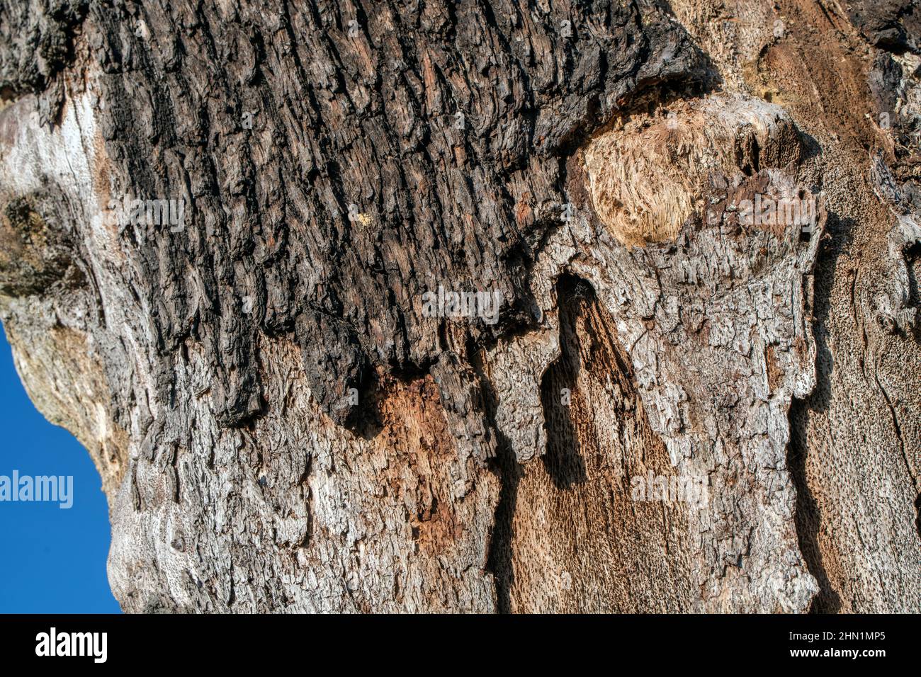 Efecto devastador del cambio climático pelando la corteza sobre los árboles Foto de stock