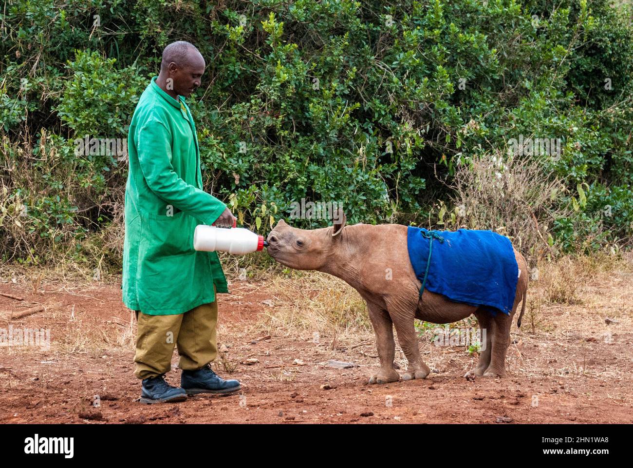 Becerro de rinoceronte negro huérfano, Diceros bicornis, bebiendo de una botella mantenida por un cuidador en el orfanato de elefante Sheldrick, Nairobi, Kenia Foto de stock