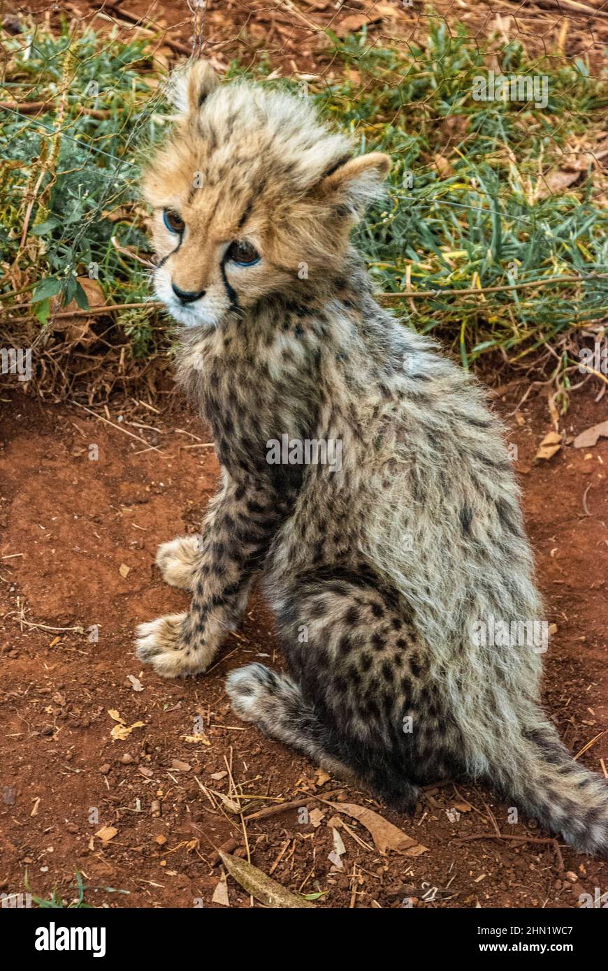 Vista trasera de un cachorro de guepardo, Acinonyx jubatus, en el orfanato de animales de Nairobi, Parque Nacional de Nairobi, Nairobi, Kenia, África Oriental Foto de stock