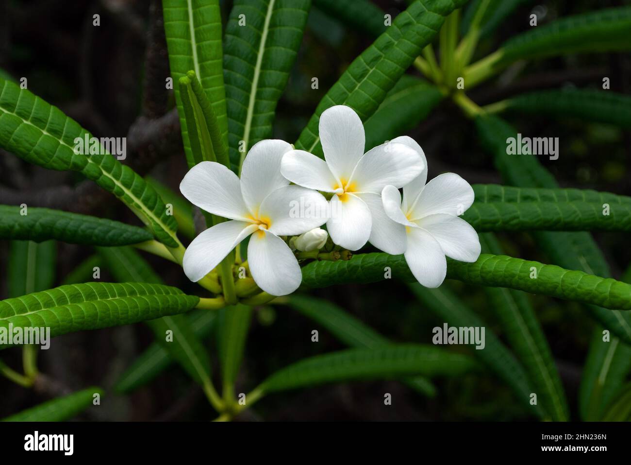 Planta del caribe fotografías e imágenes de alta resolución - Alamy