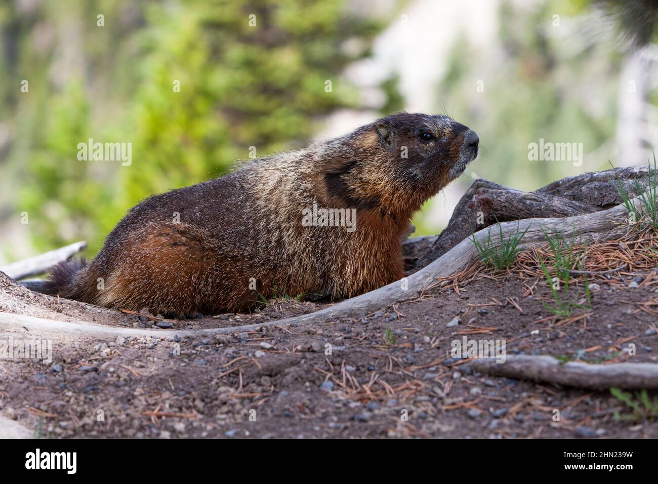 Marmot (Marmota flaviventris) Upper Falls, Yellowstone NP, Wyoming, Estados Unidos Foto de stock