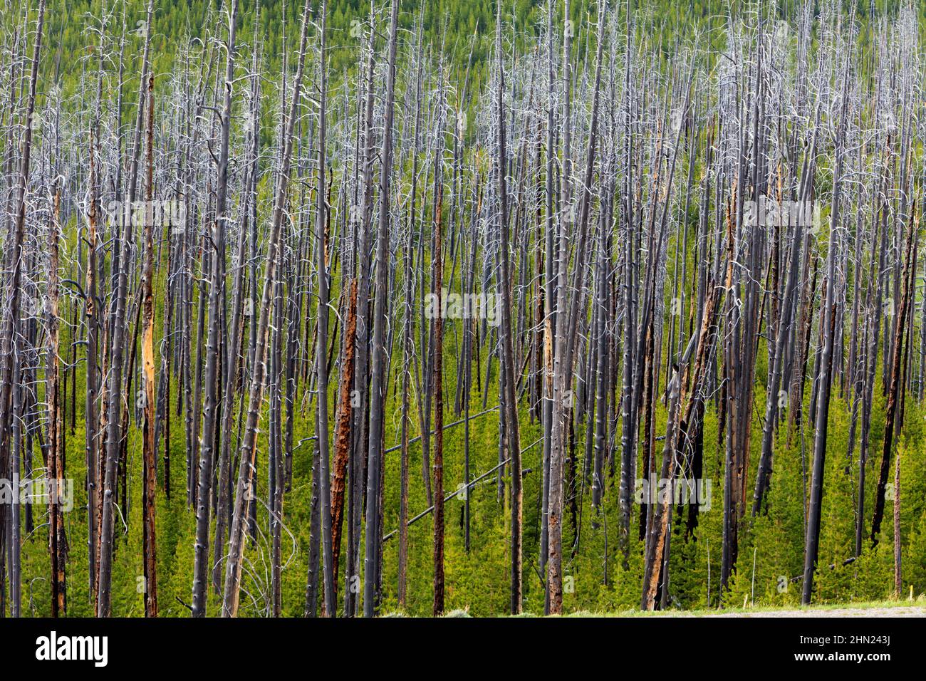Pino Lodgepole (Pinus contorta) regeneración después del fuego, Paso Dunraven, Parque Nacional Yellowstone, Wyoming Foto de stock