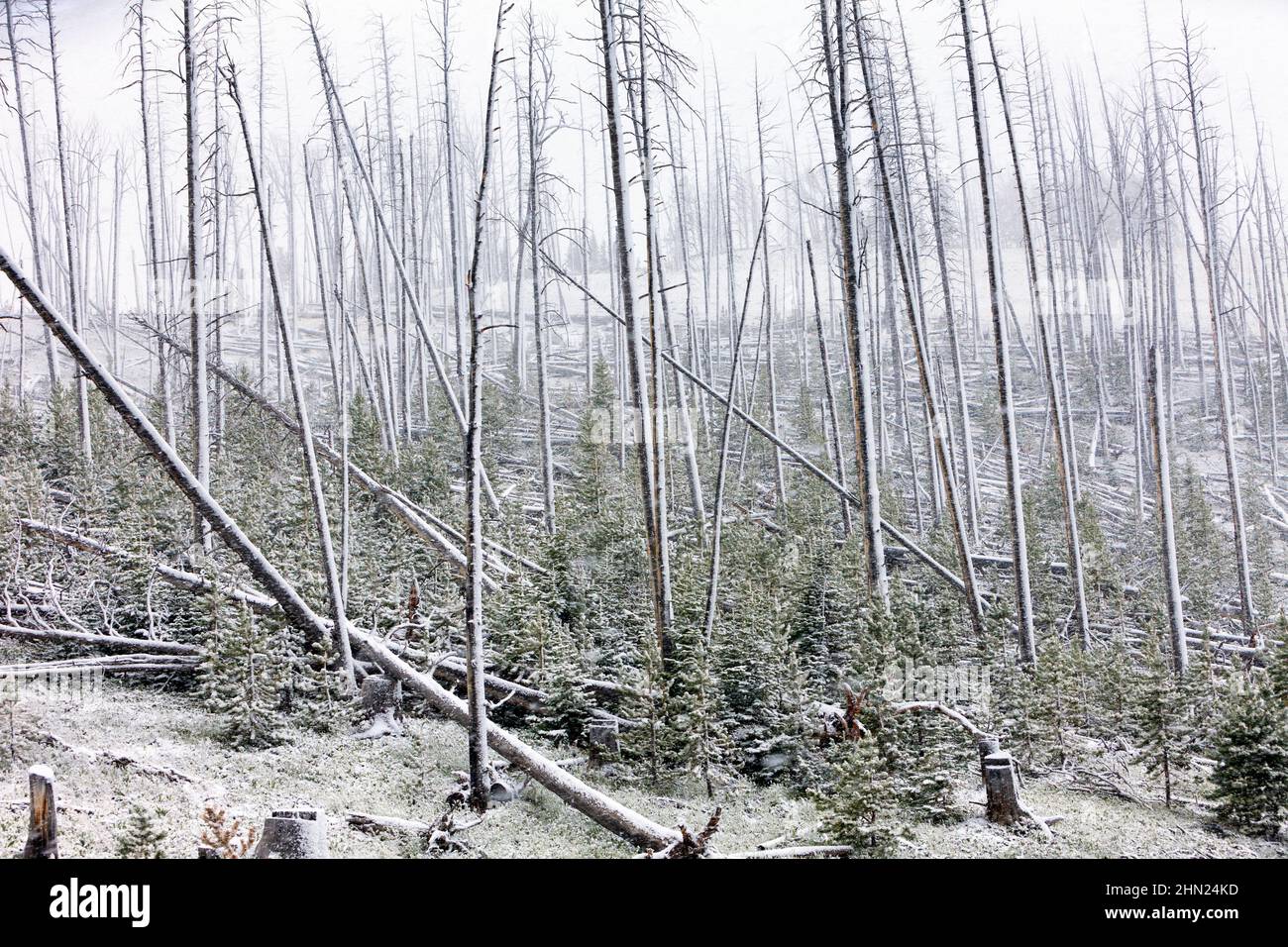 Tormenta de nieve de verano sobre el bosque, Dunraven Pass, Yellowstone NP, Wyoming, Estados Unidos Foto de stock