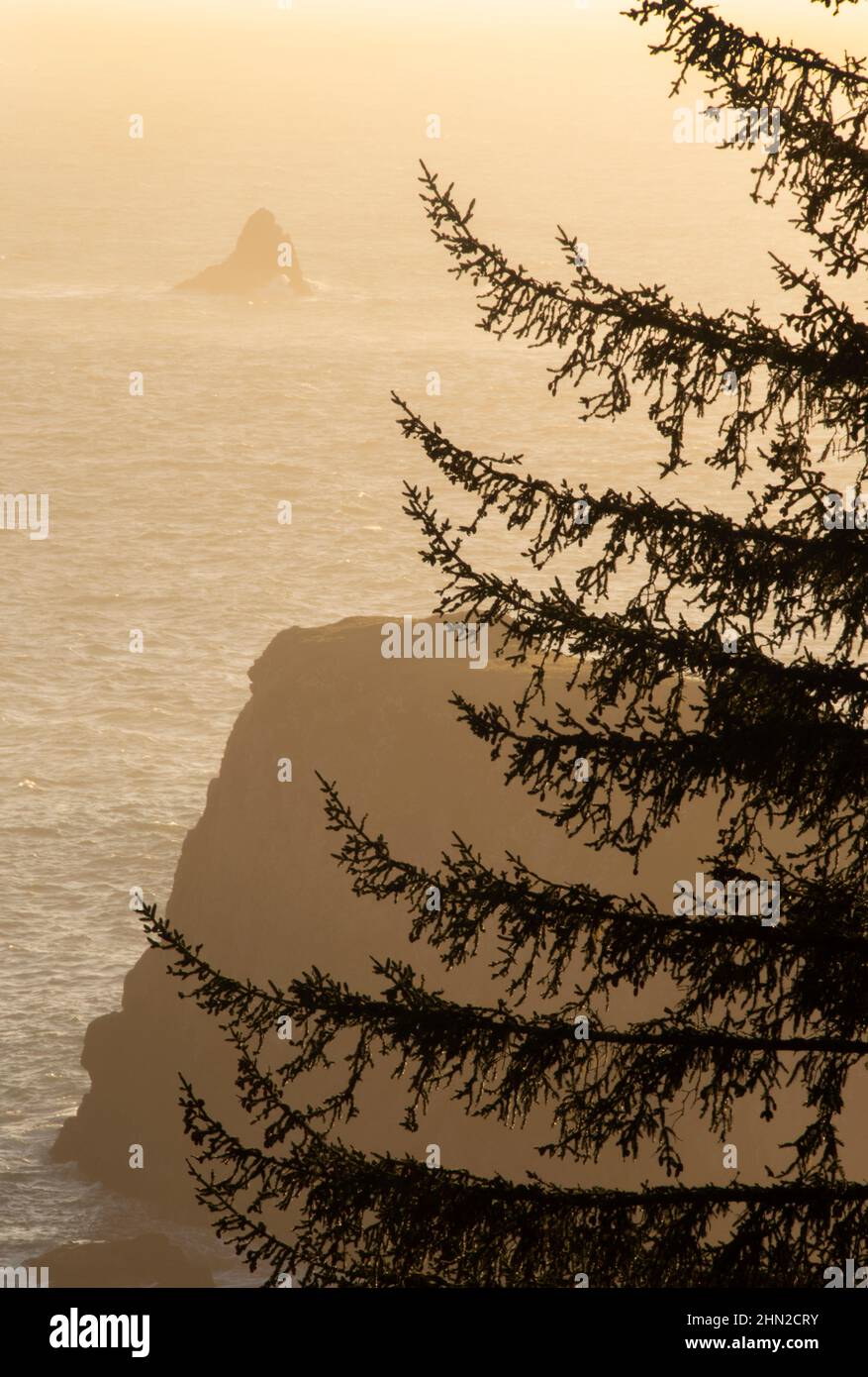 Árboles y rocas al atardecer, Corredor Scenic Estatal Boardman Foto de stock