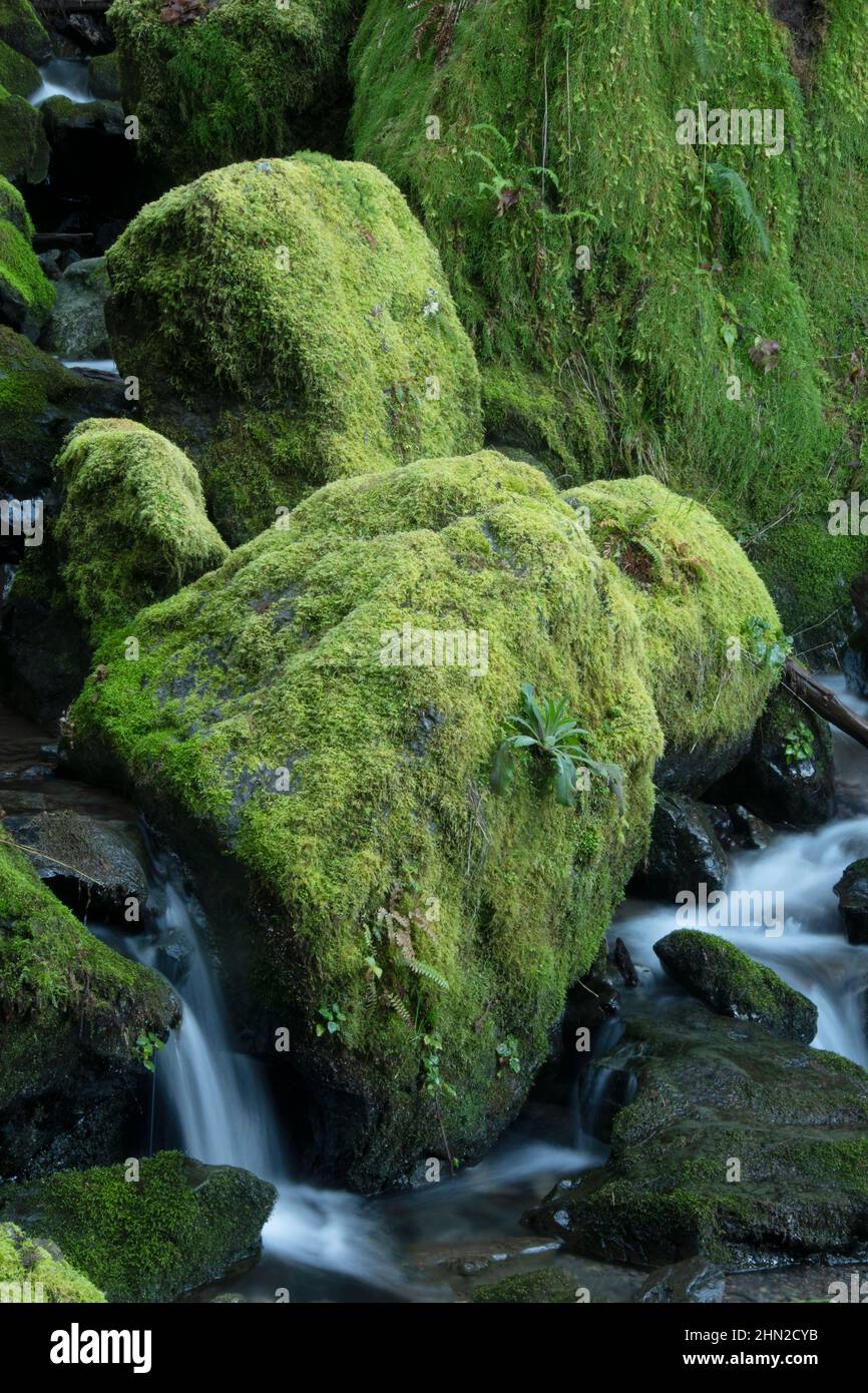 Rocas Mossy y cascada, sendero Redwood Loop, Brookings, Oregon Foto de stock
