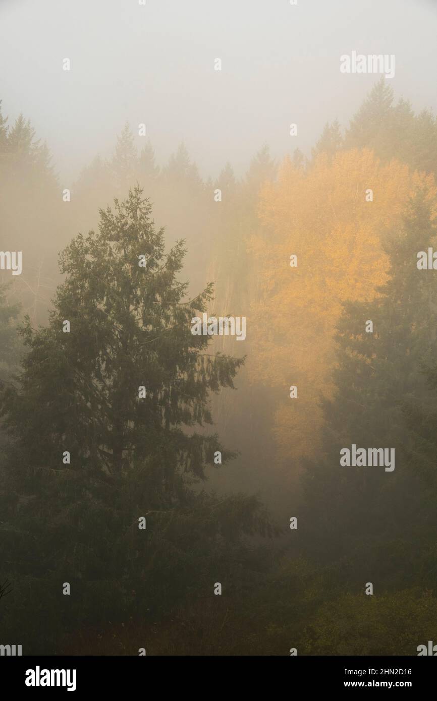 Niebla matutina, Forest Park, Portland, Oregon Foto de stock