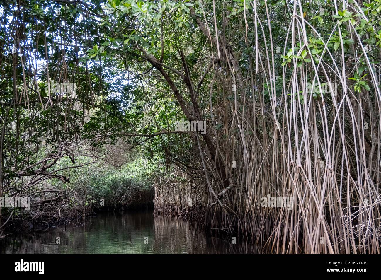 Raíces del Manglares Rojos (Rhizophora mangle) a lo largo del río. San Blas, Nayarit, México. Foto de stock
