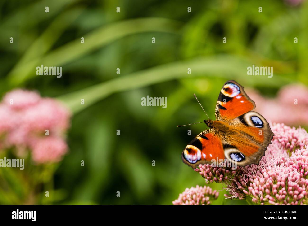 Mariposa de pavo real (aglais io) en las flores Foto de stock