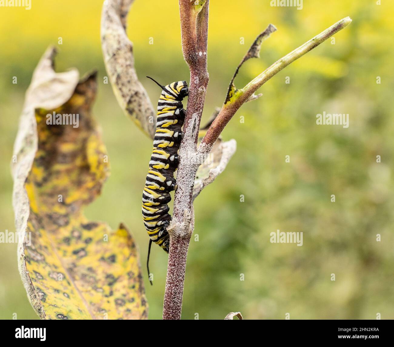 Mariposa monarca (Danaus plexippus) Caterpillar se está despaldeando en la hoja de malezas al final del verano Foto de stock