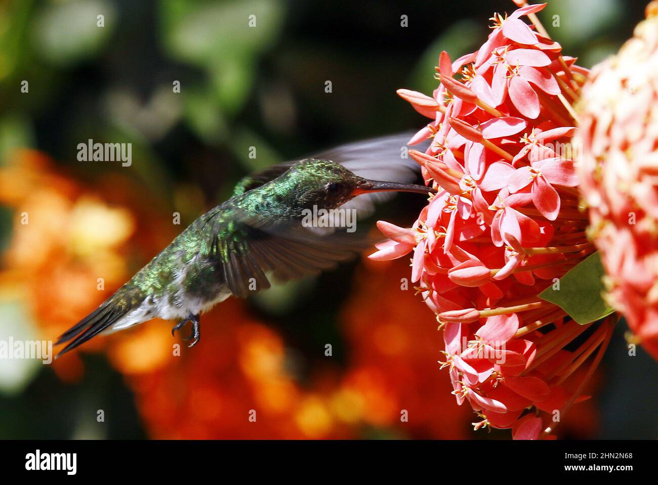 Venezuela flowers fotografías e imágenes de alta resolución - Página 9 -  Alamy