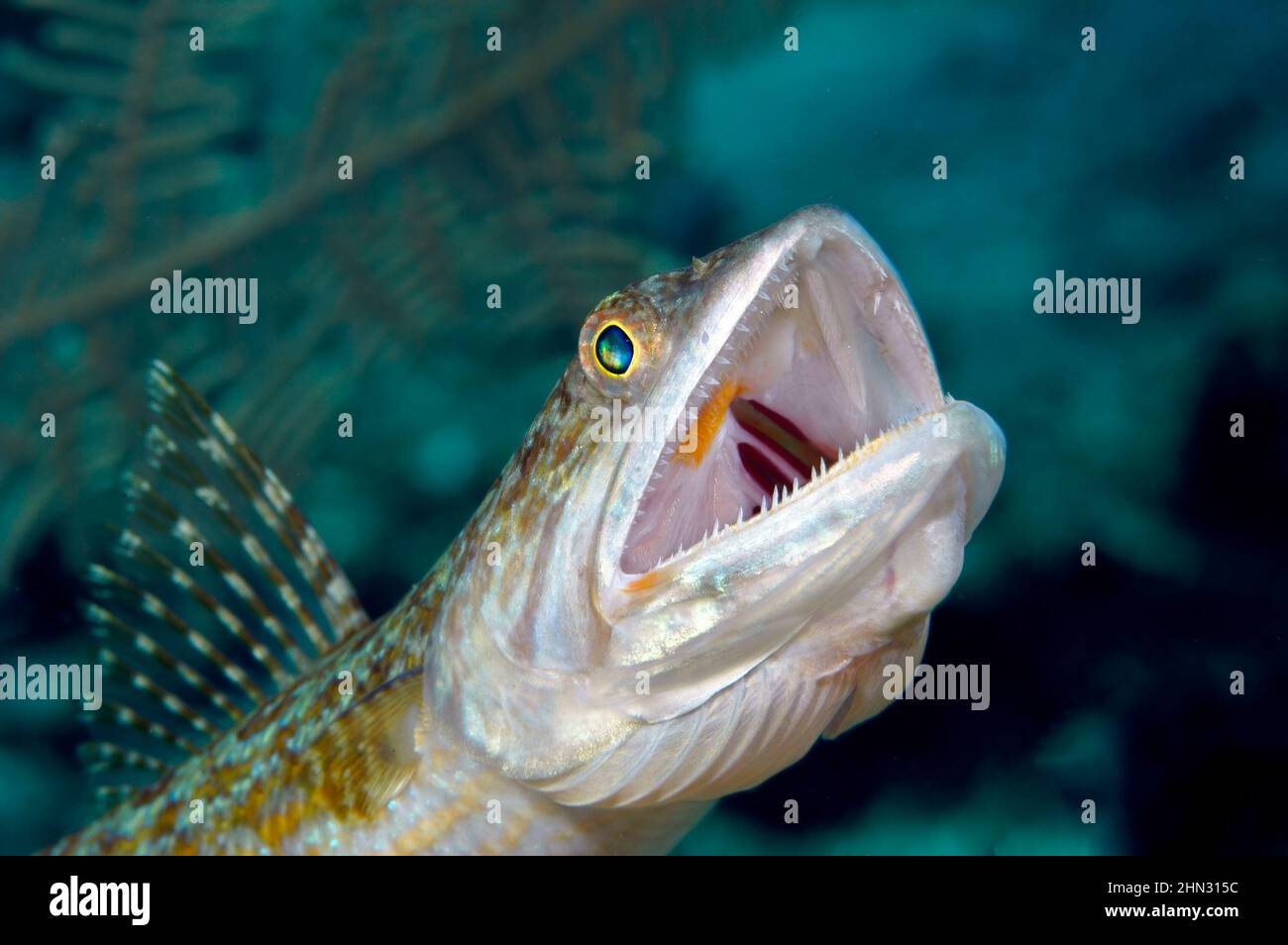 Un pez lagarto de caza en una playa tropical en Honduras espera pacientemente hasta que un pez más pequeño swms cerca y es emboscado y comido. Foto de stock