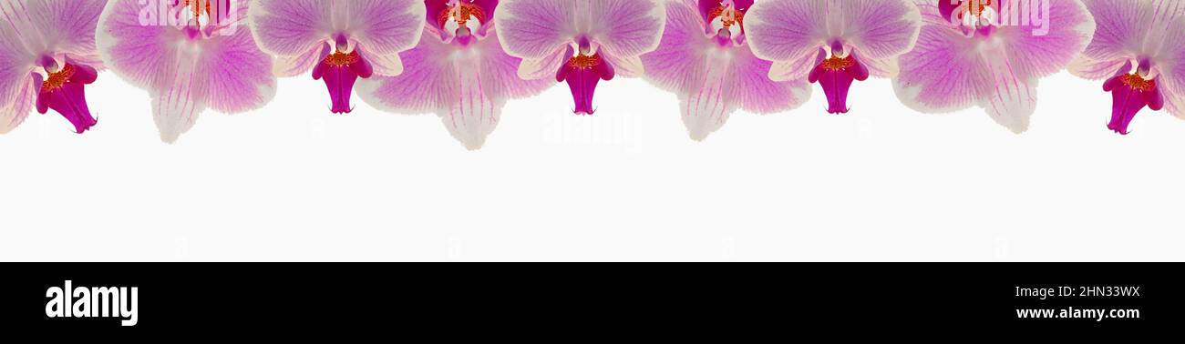Orquídea Rosa flower.Phalaenopsis pulcherrima.Orchid flor banner.Pink orquídea aislado sobre fondo blanco . fondo floral. Foto de stock