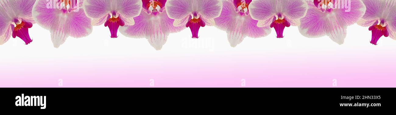 Orquídea Rosa flower.Phalaenopsis pulcherrima.Orchid flor banner.Pink orquídea aislado sobre fondo blanco con gradiente rosa. Foto de stock