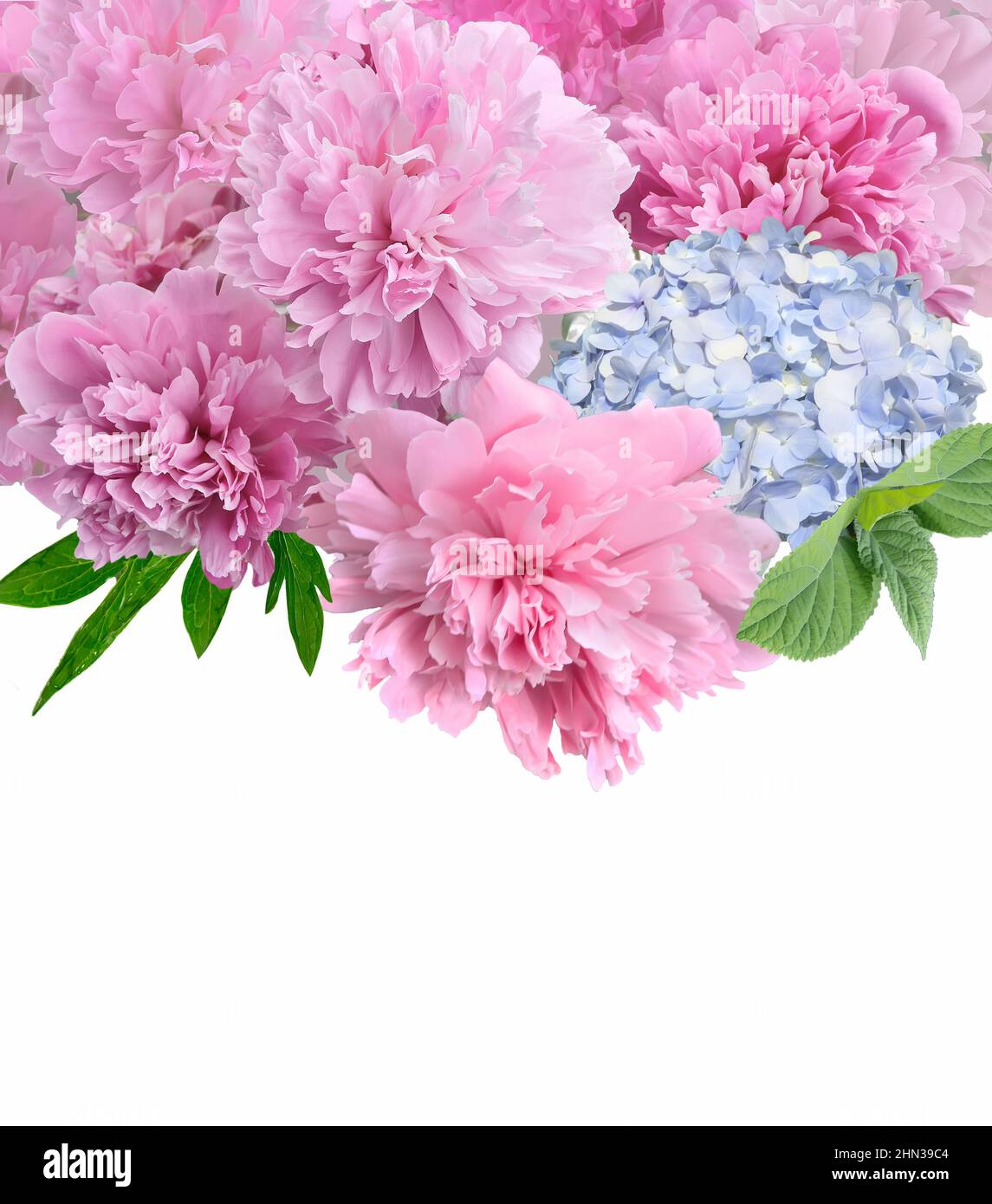Borde floral de primavera con peonías rosadas y flores de hortensias azules cerca sobre fondo blanco con espacio para texto, concepto de vacaciones. Flores Foto de stock