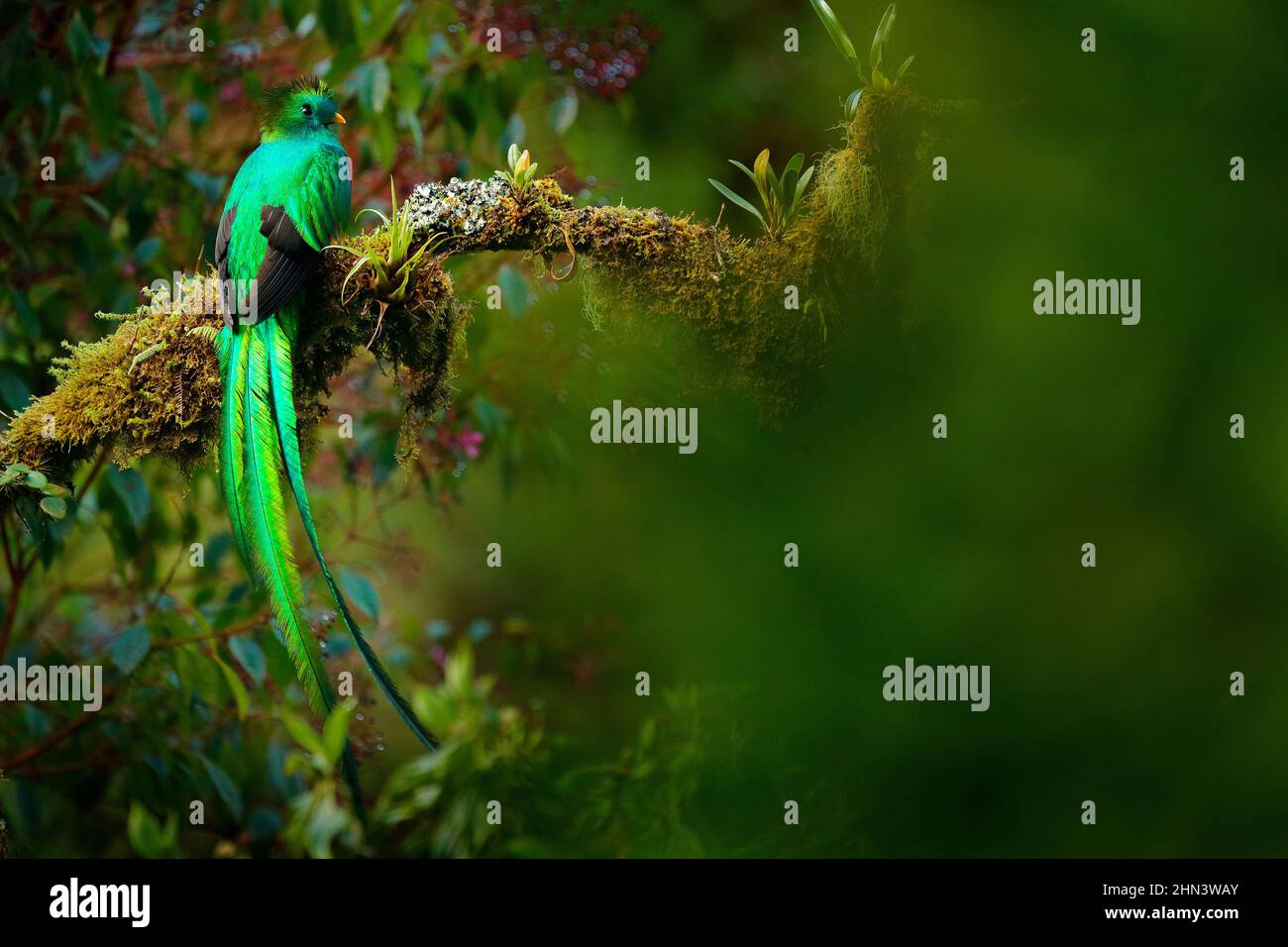 Quetzal, Pharomachrus mocinno, de naturaleza Costa Rica con bosque de flores rosadas. Magnífico pájaro místico verde y rojo sagrado. Resplandeciente Quetzal en j Foto de stock