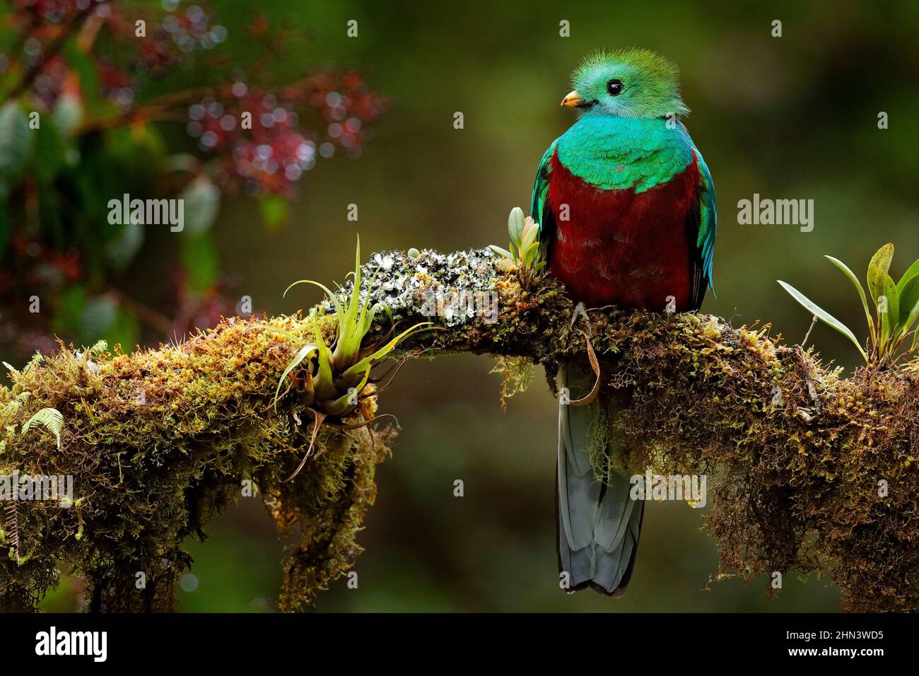 Quetzal, Pharomachrus mocinno, de naturaleza Costa Rica con bosque de flores rosadas. Magnífico pájaro místico verde y rojo sagrado. Resplandeciente Quetzal en j Foto de stock