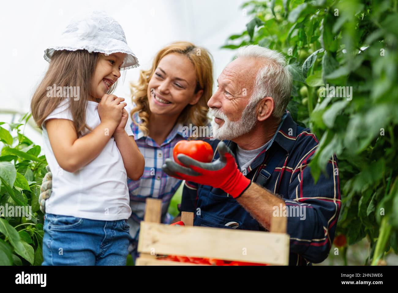 Feliz hombre mayor trabajando junto con la familia en el negocio de invernadero. Concepto de alimentos orgánicos de la gente. Foto de stock