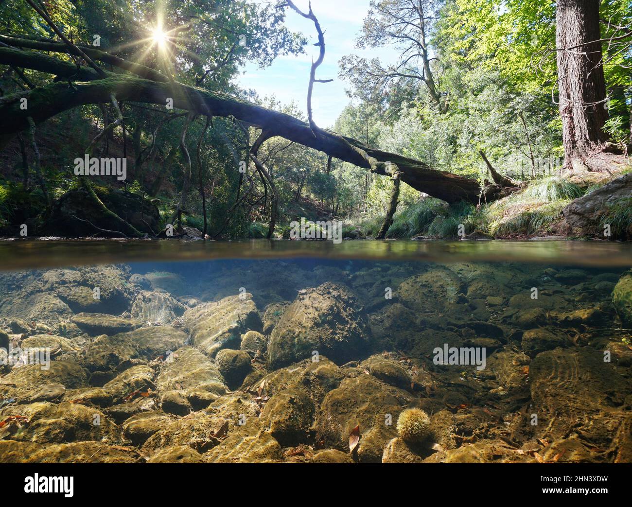 Tronco de árbol caído sobre el río en el bosque, vista a dos niveles sobre y debajo de la superficie del agua, España, Galicia, provincia de Pontevedra Foto de stock