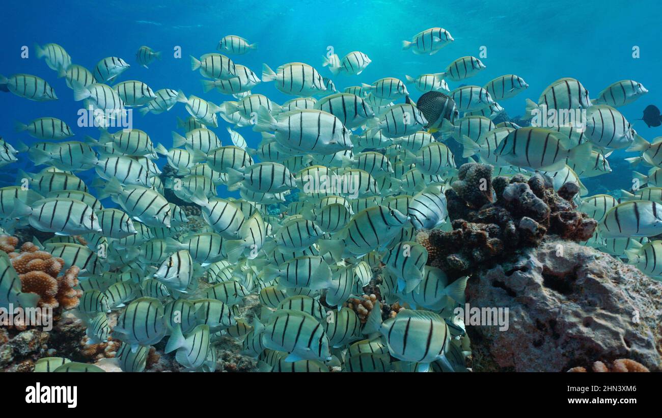 Escuela de peces bajo el agua en el océano (Acanthurus triostegus), Pacífico Sur, Oceanía Foto de stock