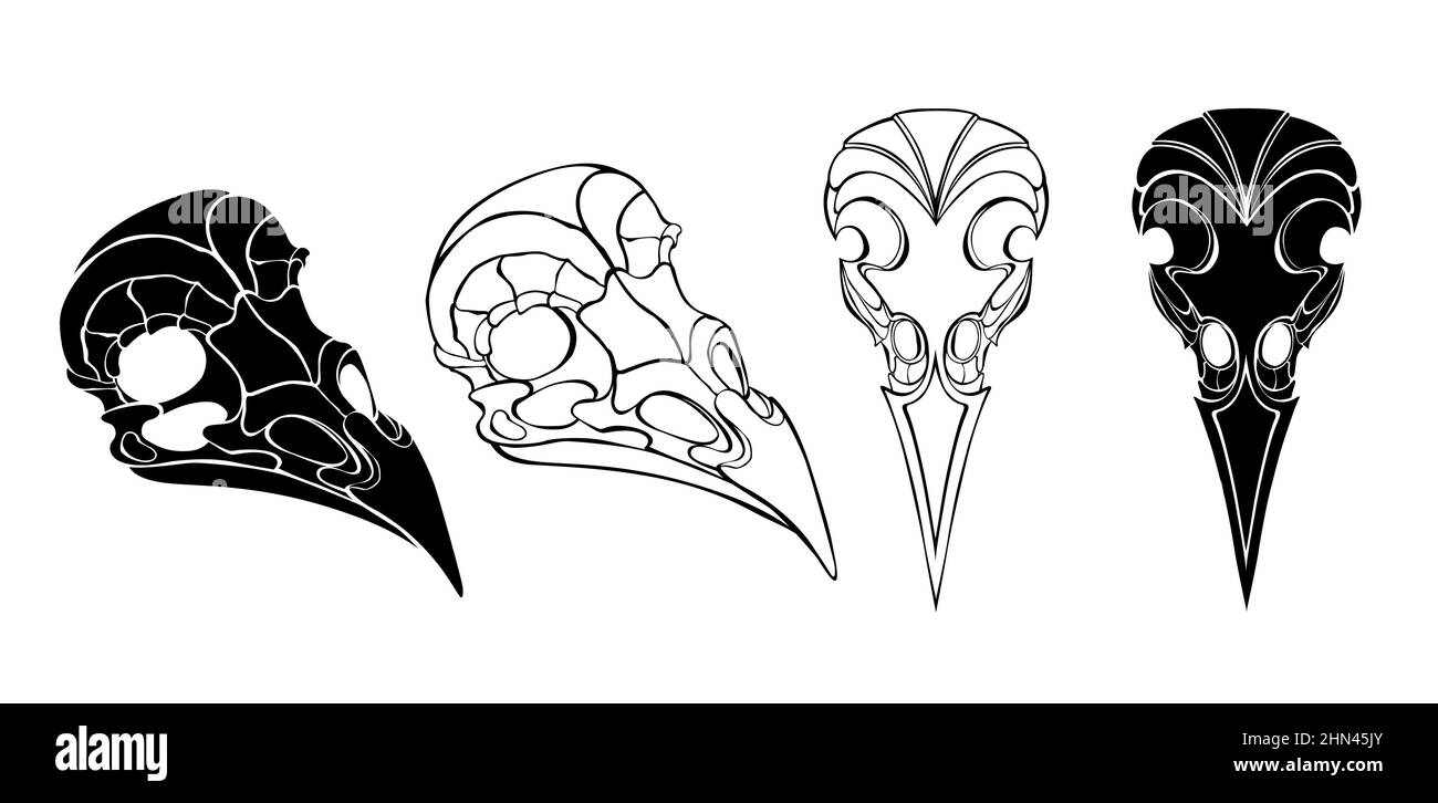 Cráneos aislados, con siluetas y contorneados dibujados desde diferentes ángulos sobre fondo blanco. Ilustración del Vector