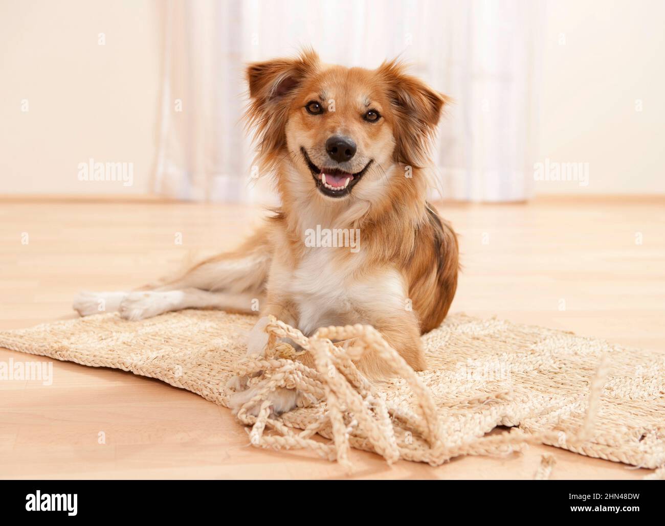 Un mongrel ha roto una alfombra y está muy orgulloso de ella. Alemania Foto de stock
