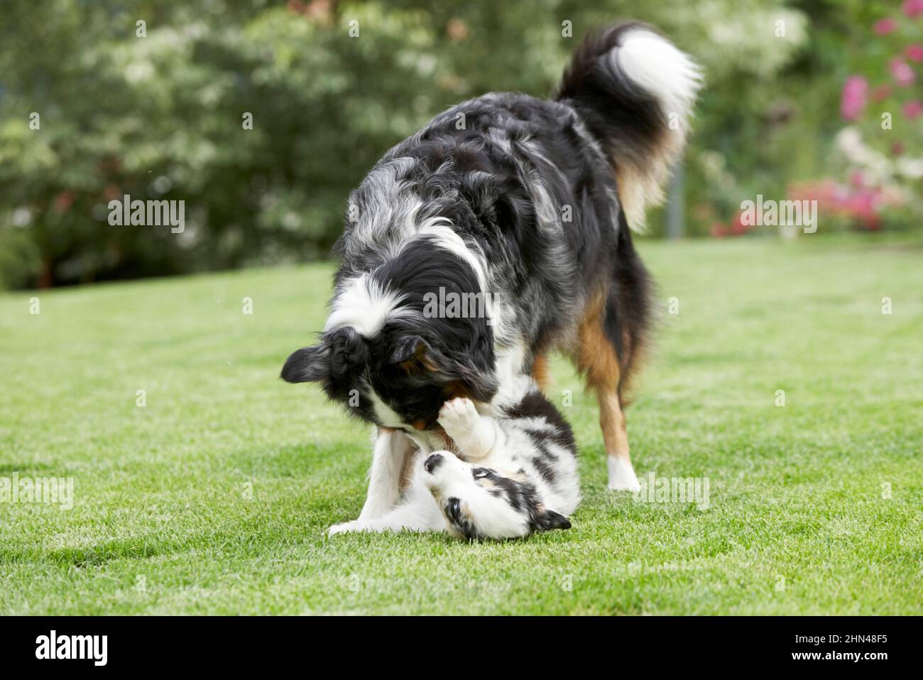 Pastor australiano. Perra sniffing en un cachorro en un prado. Alemania Foto de stock