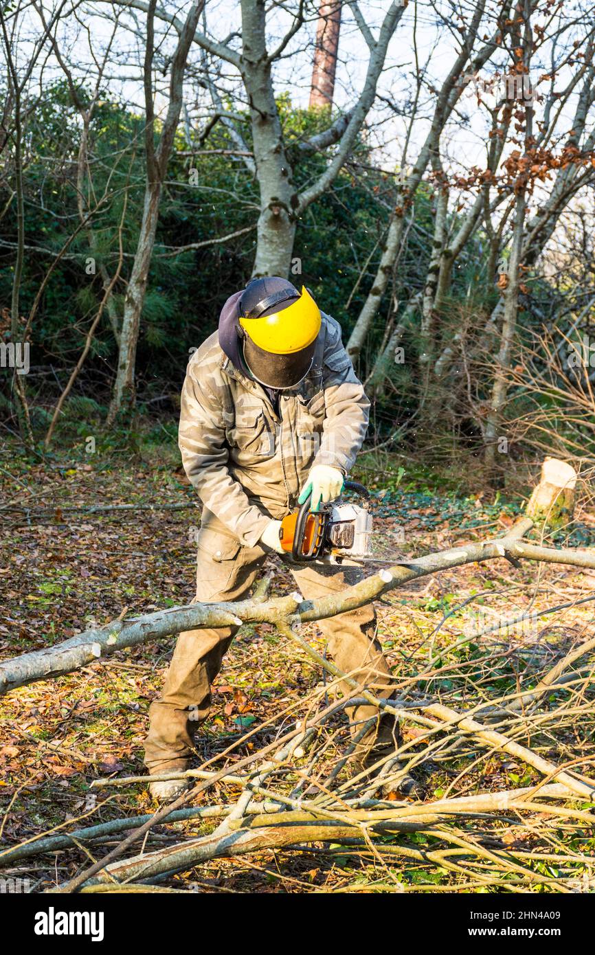 Hombre cortando árbol con motosierra para troncos de madera para calefacción en estufa de leña, Condado de Donegal, Irlanda Foto de stock