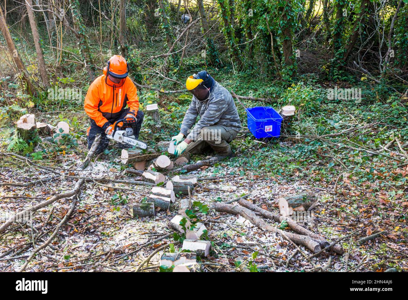 Hombres cortando árboles con motosierra para troncos de madera para calefacción en estufa de leña, Condado de Donegal, Irlanda Foto de stock