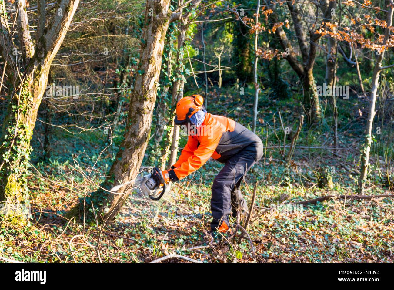 Hombre cortando árbol con motosierra para troncos de madera para calefacción en estufa de leña, Condado de Donegal, Irlanda Foto de stock