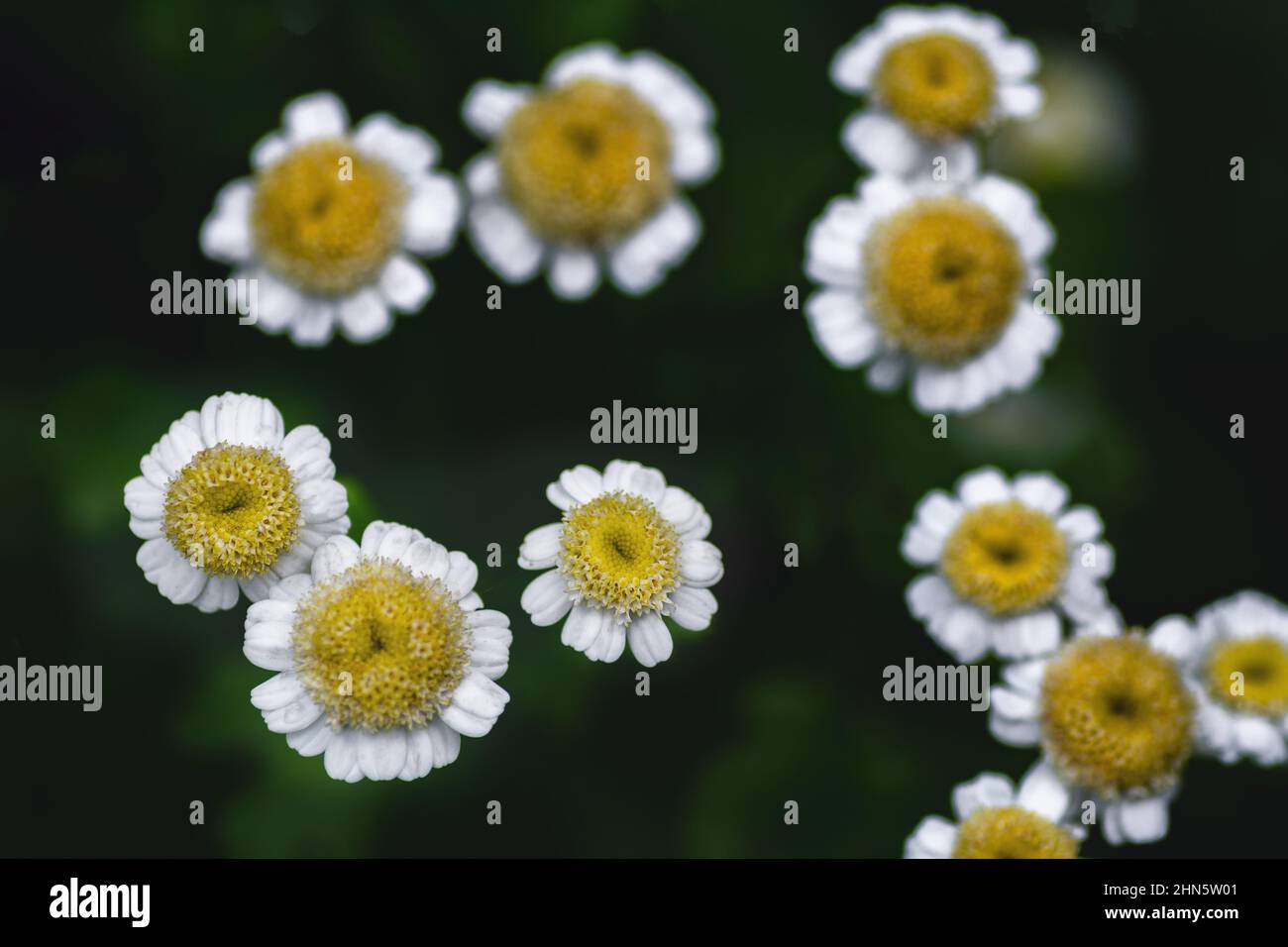 Mini margaritas fotografías e imágenes de alta resolución - Alamy