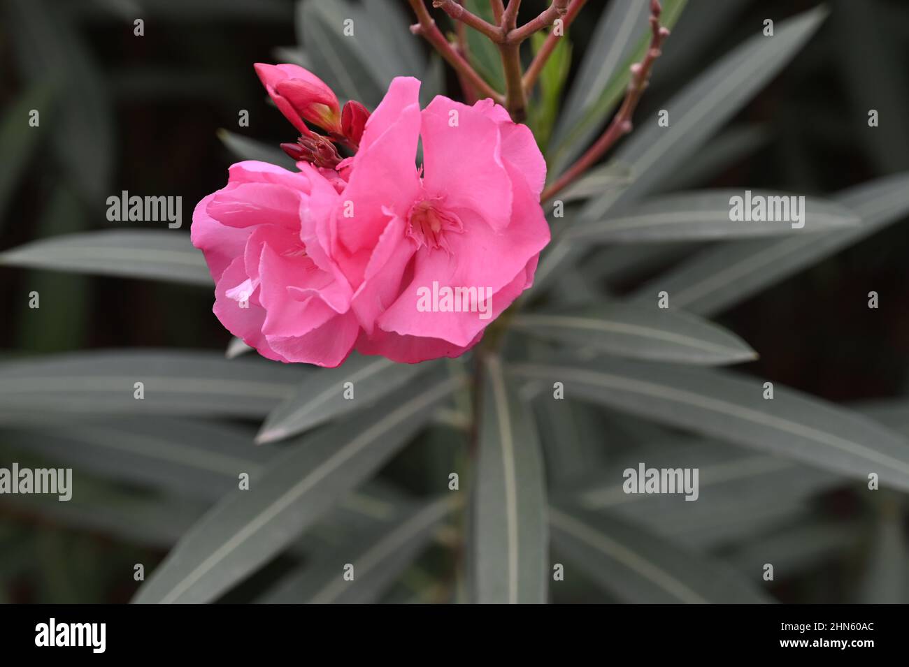 Un bello color rosa, Oleander, Nerium Oleander, de la familia Apocynaceae, de la clase Dicotyledon en el orden Gentiles en Tenerife Foto de stock