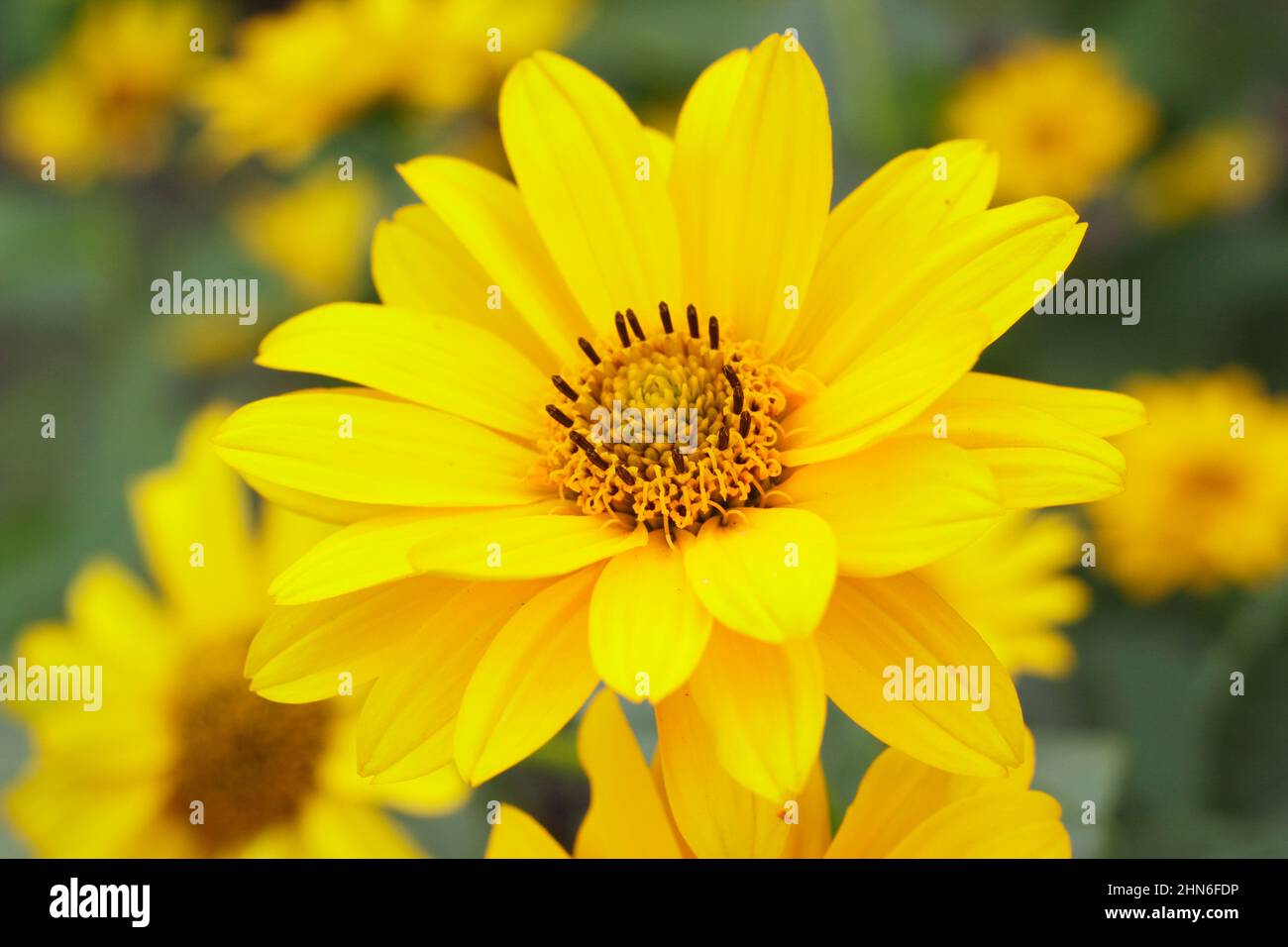 Flores falsas del 'Sol de Verano' de girasol. Heliopsis helianthoides var scabra 'Summer Sun'. REINO UNIDO Foto de stock