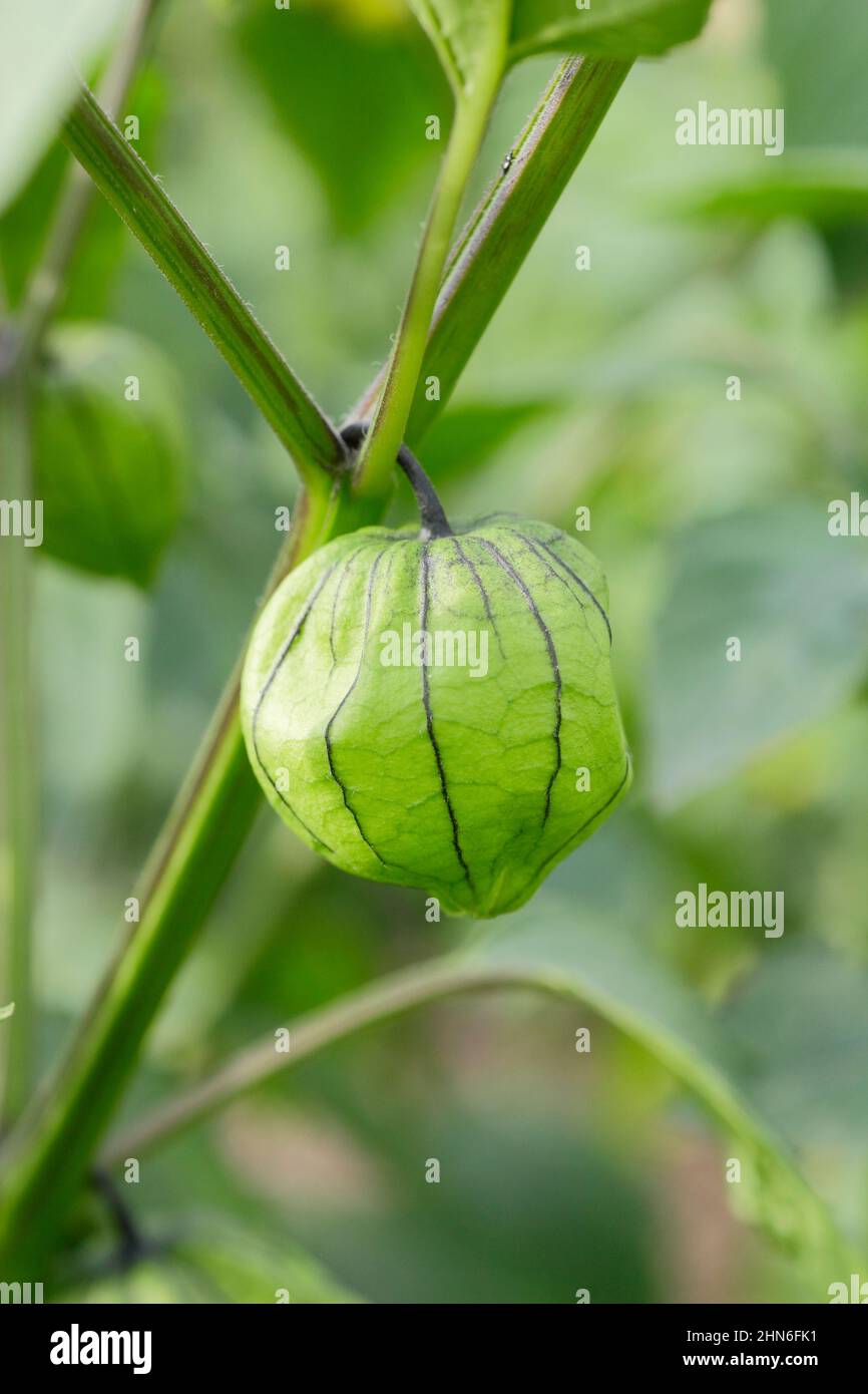 Tomatillo. Planta tomatillo con frutos. REINO UNIDO Foto de stock
