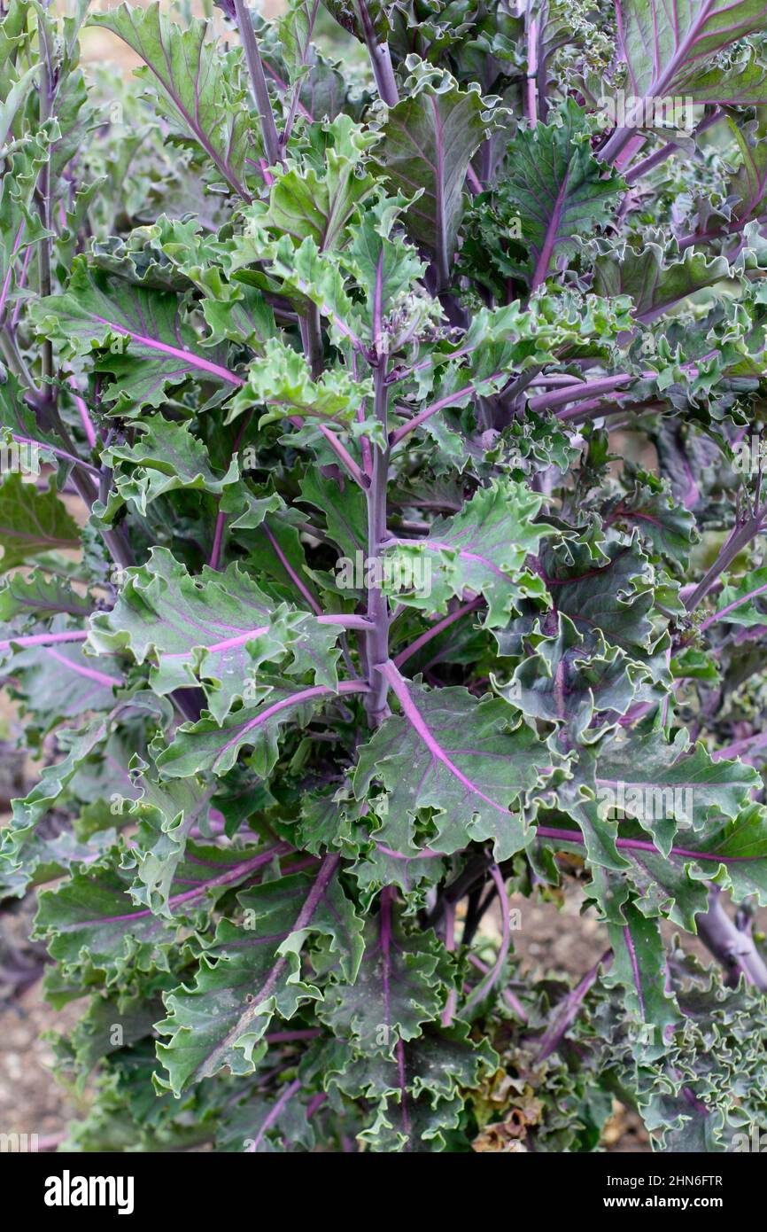Brassica oleracea 'Midnight Sun' col rizada ornamental hojas de col rizada con venas púrpuras. REINO UNIDO. Foto de stock