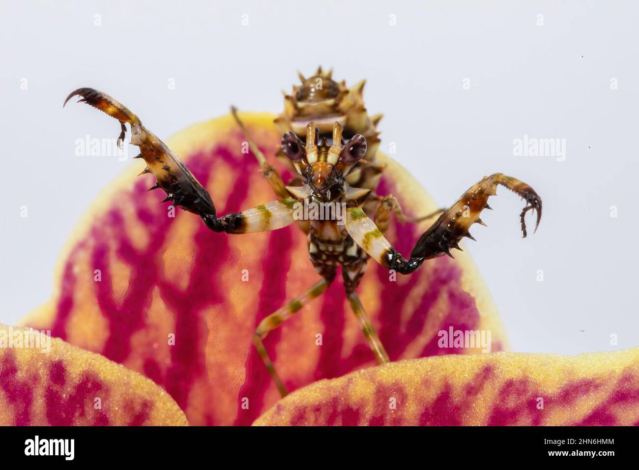 Una fotografía macro de cerca de una ninfa de mantis de flor espinosa de L3, mostrando su postura defensiva. Foto de stock