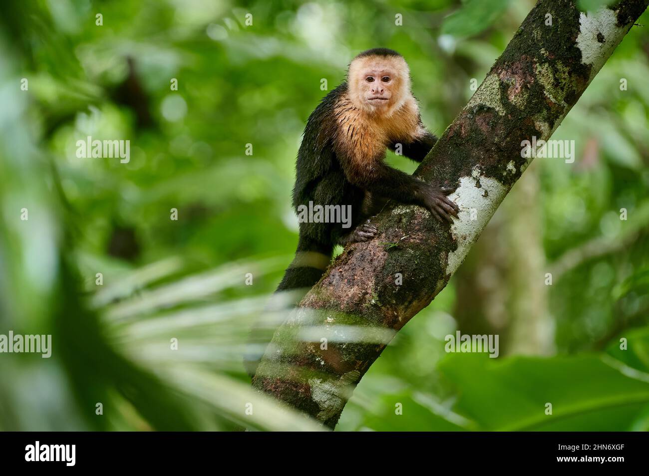 Capuchino panameño de cara blanca (imitador de Cebus), Uvita, Costa Rica, Centroamérica Foto de stock