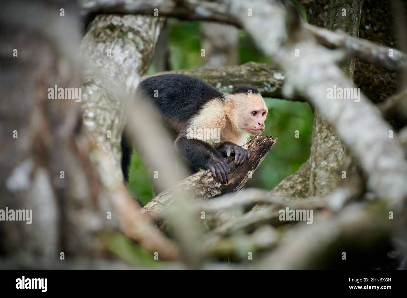 Capuchino panameño de cara blanca (imitador de Cebus), Sierpe, Parque