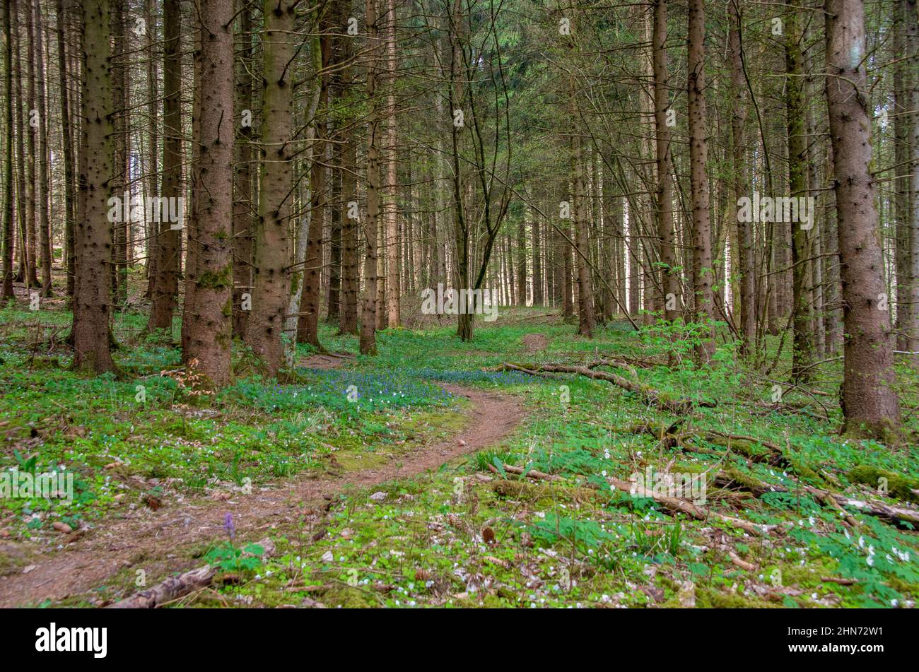Camino a través de un bosque de coníferas en primavera Foto de stock