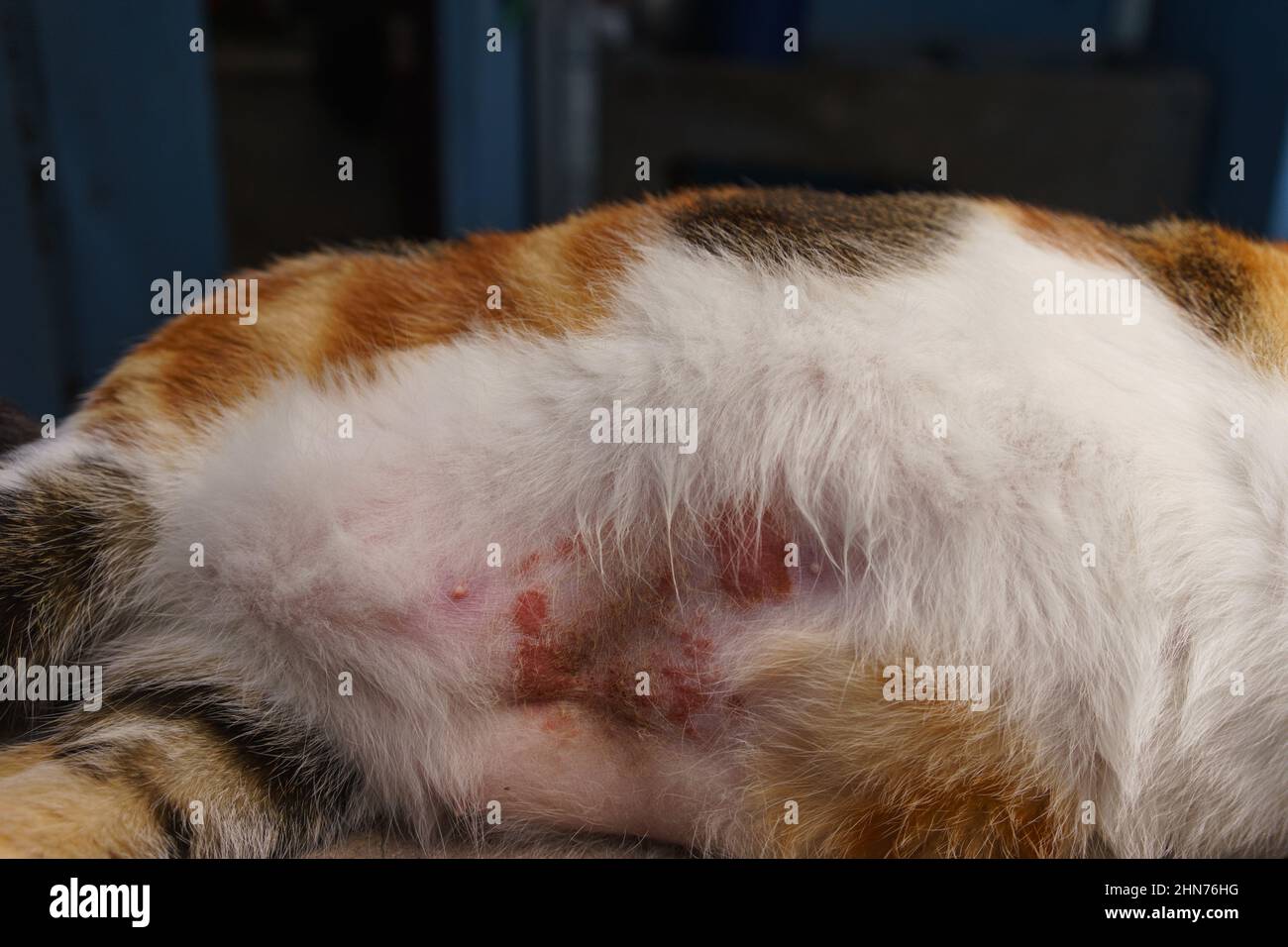 Vientre de un gato calico con una infección de la piel que causó la pérdida del cabello. Posiblemente se propague por mordeduras de gato. Foto de stock