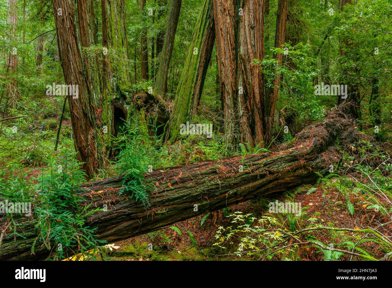 Secoyas, Sequoia sempervirens, Monumento Nacional Muir Woods, Marin County, California Foto de stock