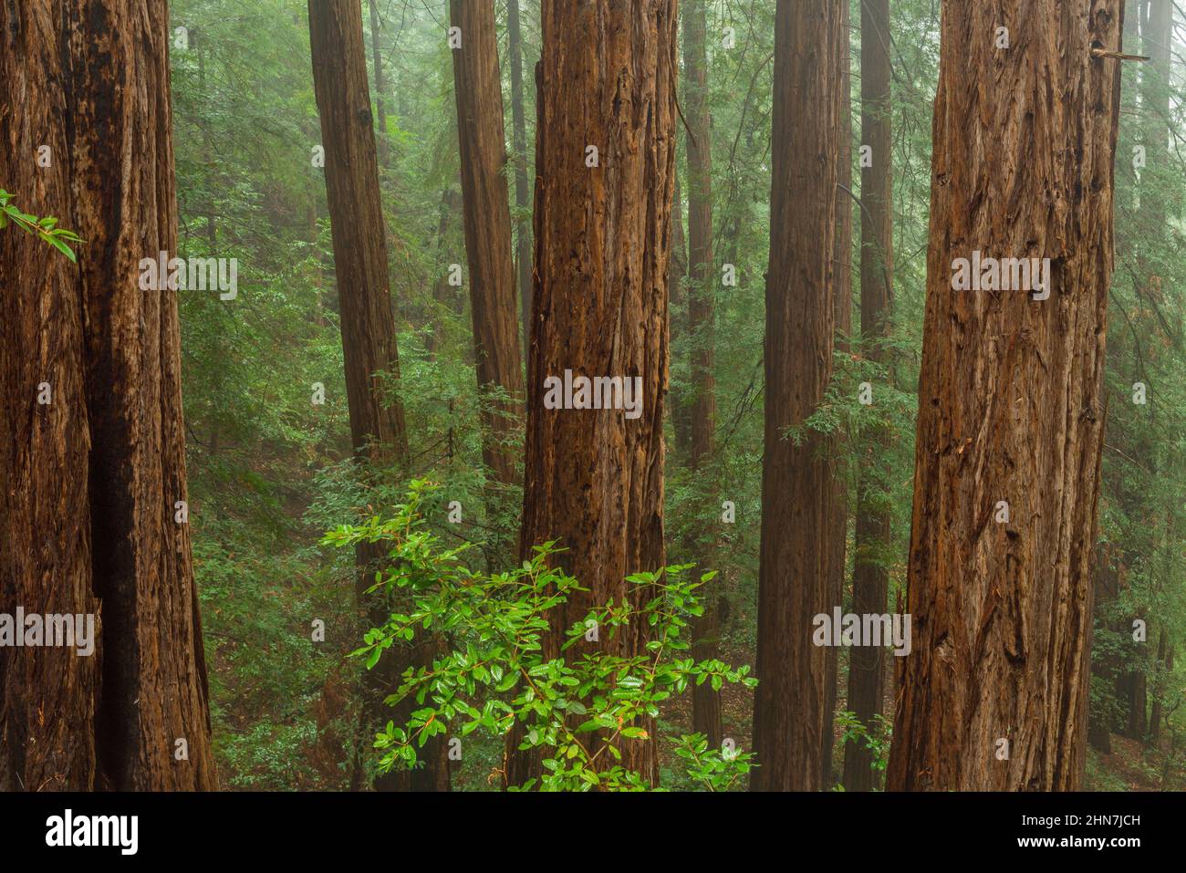 Secoyas, Sequoia sempervirens, Monumento Nacional Muir Woods, Marin County, California Foto de stock