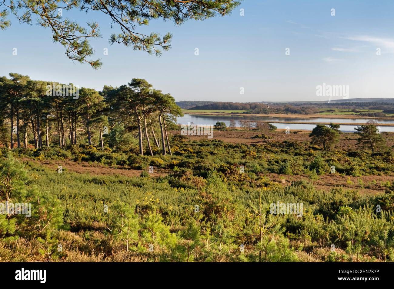 Heather, el gorse común Ulex europaeus, y el pino silvestre Pinus sylvestris, con el lago Middlebere en el fondo, RSPB Arne, Dorset, Reino Unido, enero. Foto de stock