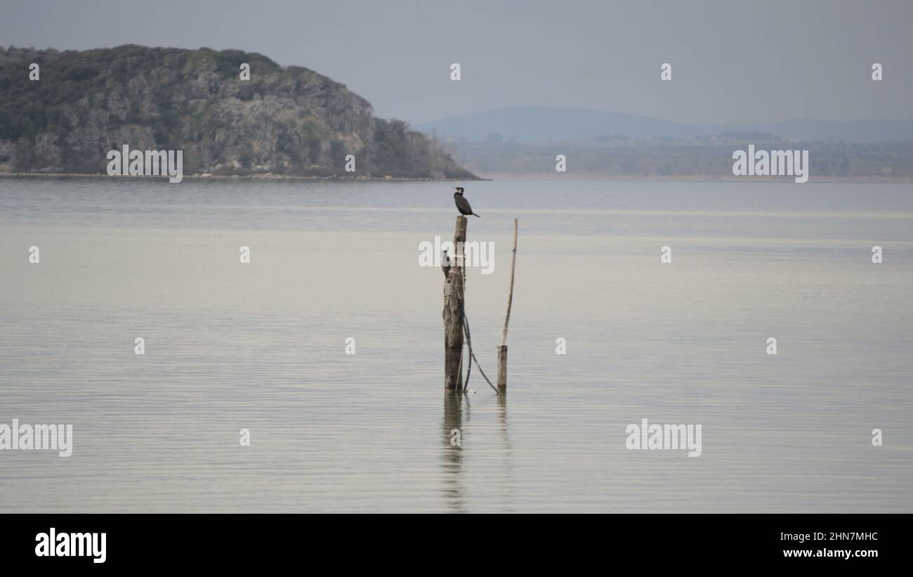 Ambiente Moody sobre el lago Trasimeno. Dos cormoranes se encuentran sobre un poste de amarre Foto de stock