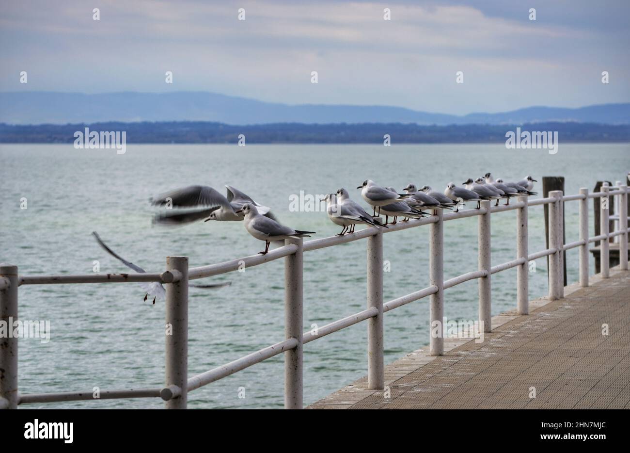 Las gaviotas se alinearon en el pasamanos del muelle del lago Trasimeno Foto de stock