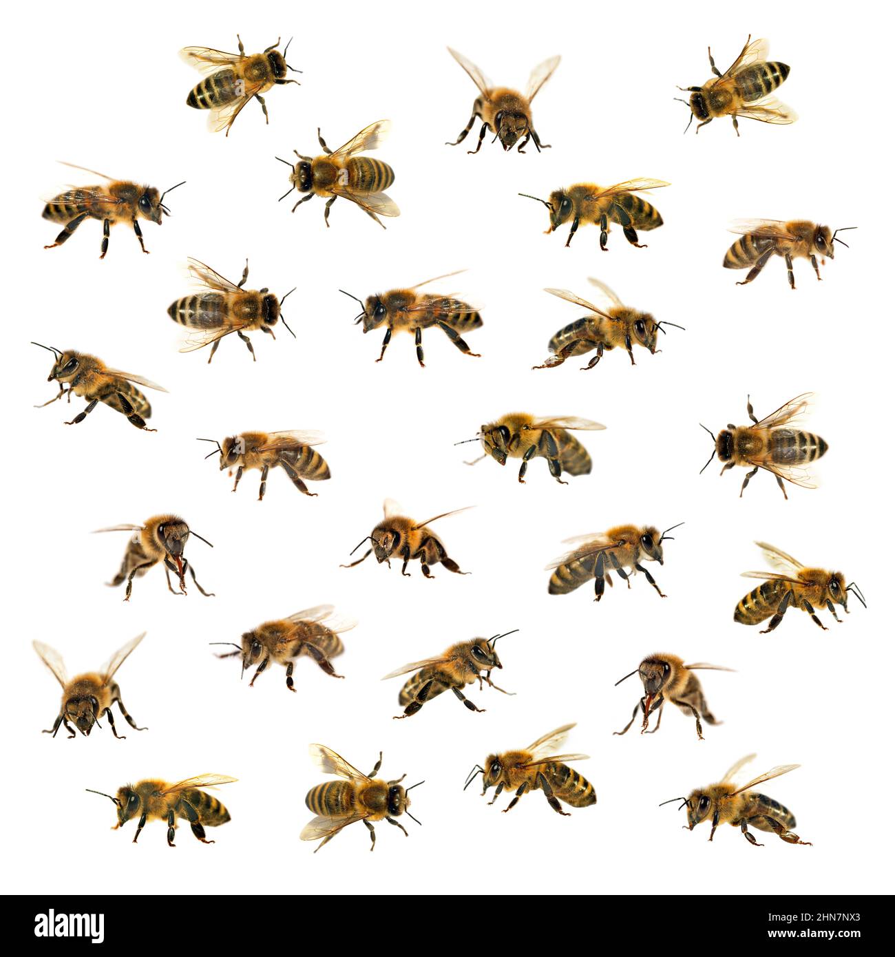 Grupo de abejas o abejas melíferas en Apis mellifera latina, abejas melíferas europeas o occidentales aisladas sobre fondo blanco, abejas melíferas doradas Foto de stock