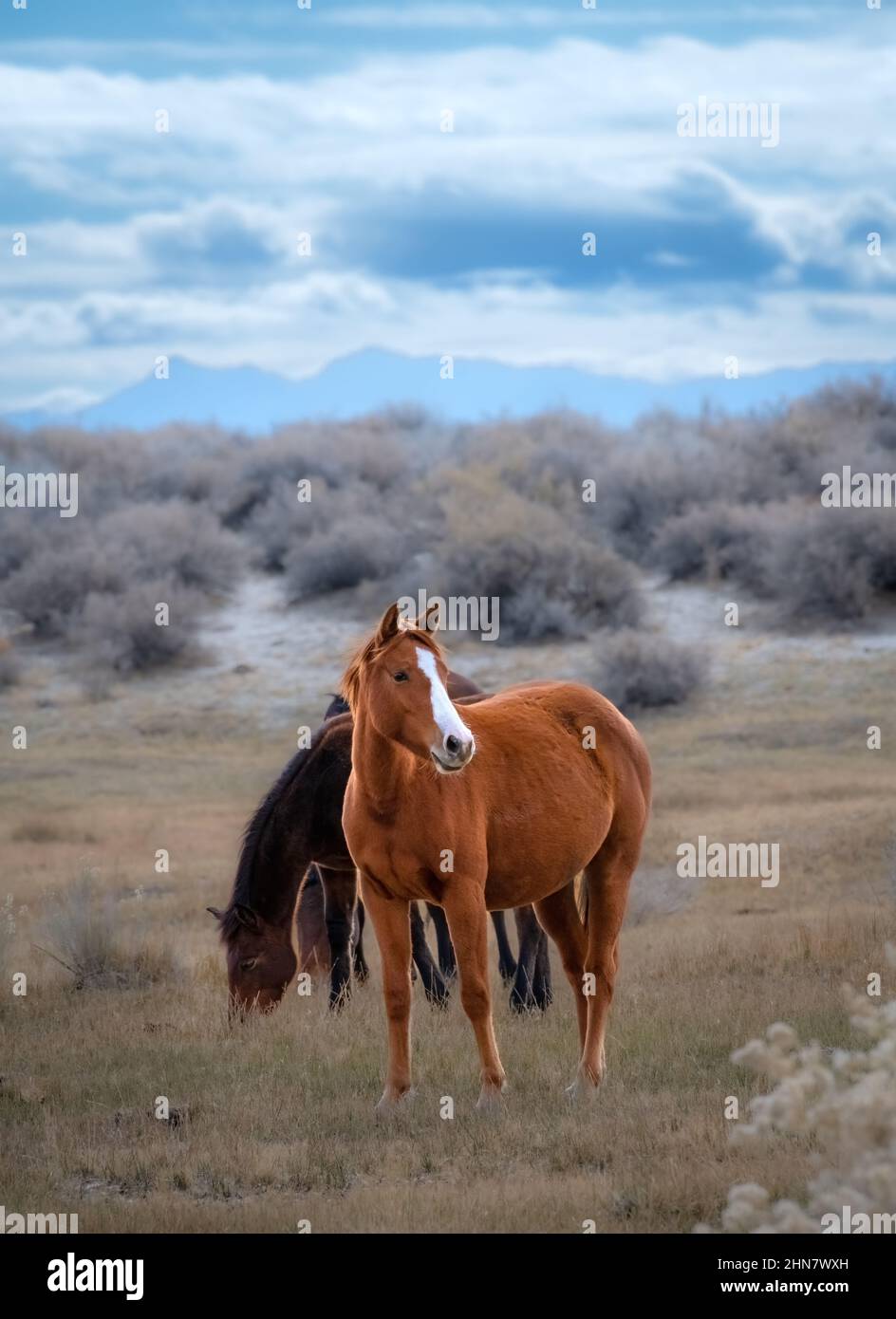 A primera hora de la mañana caballos salvajes en la zona de campo abierto Foto de stock