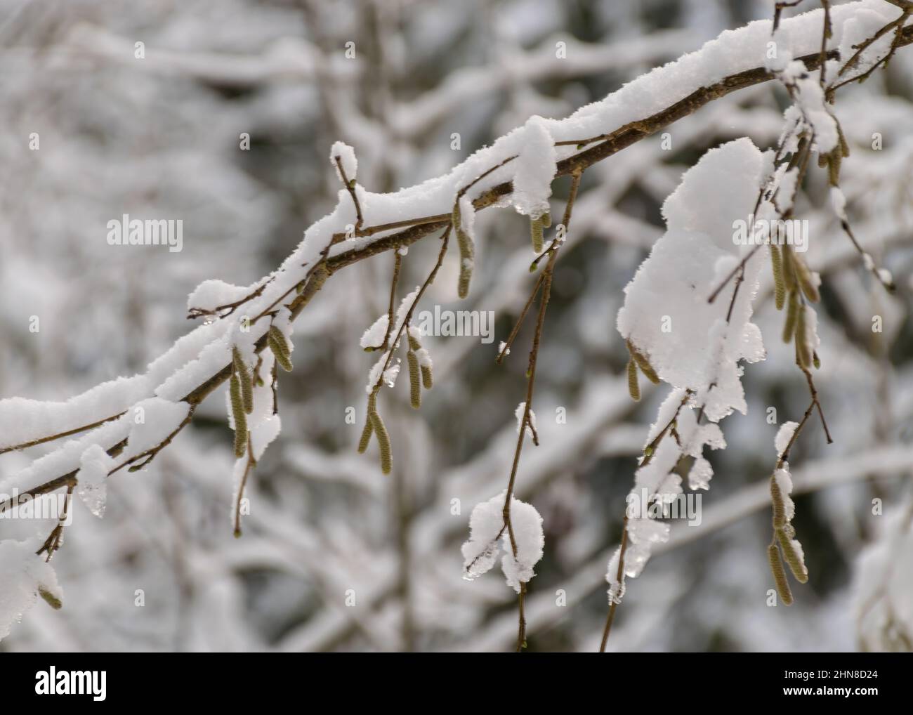vista de cerca con ramas nevadas de árboles, capa gruesa de nieve cubre las  ramas de los árboles, magia invernal Fotografía de stock - Alamy